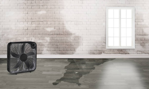 Best Basement water damage restoration  in Mission Hills, KS